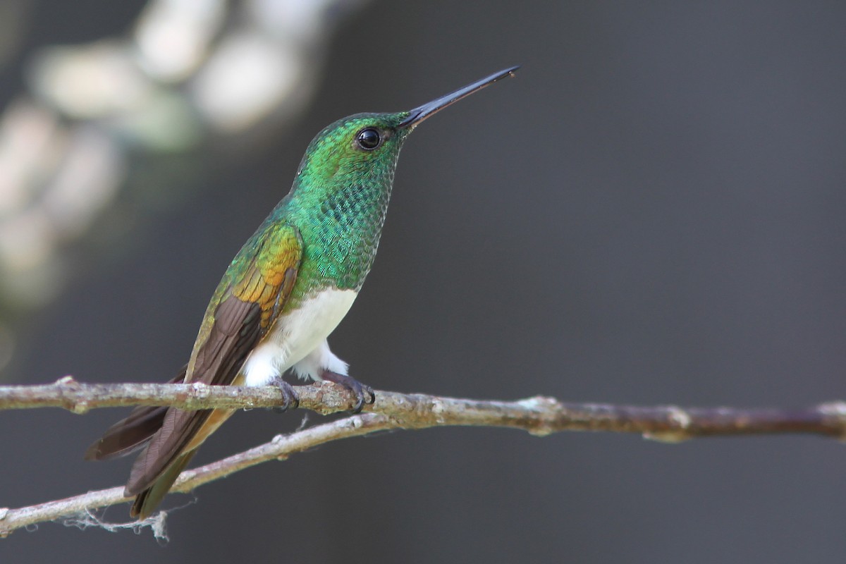 Snowy-bellied Hummingbird - ML35655971