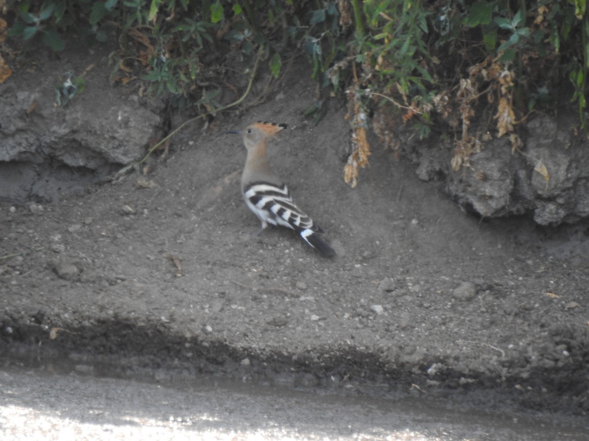 Eurasian Hoopoe - ML356561871