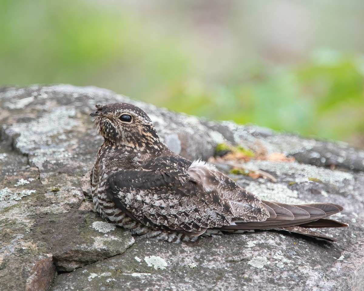 Common Nighthawk - ML356563421