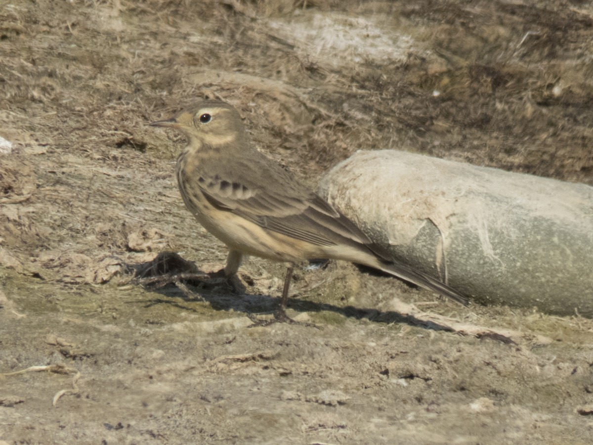 American Pipit - ML35656461