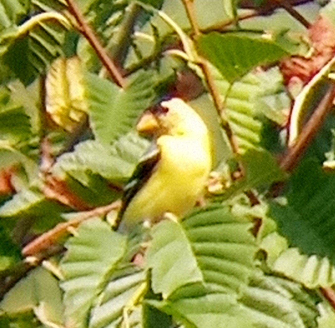 American Goldfinch - ML356565751