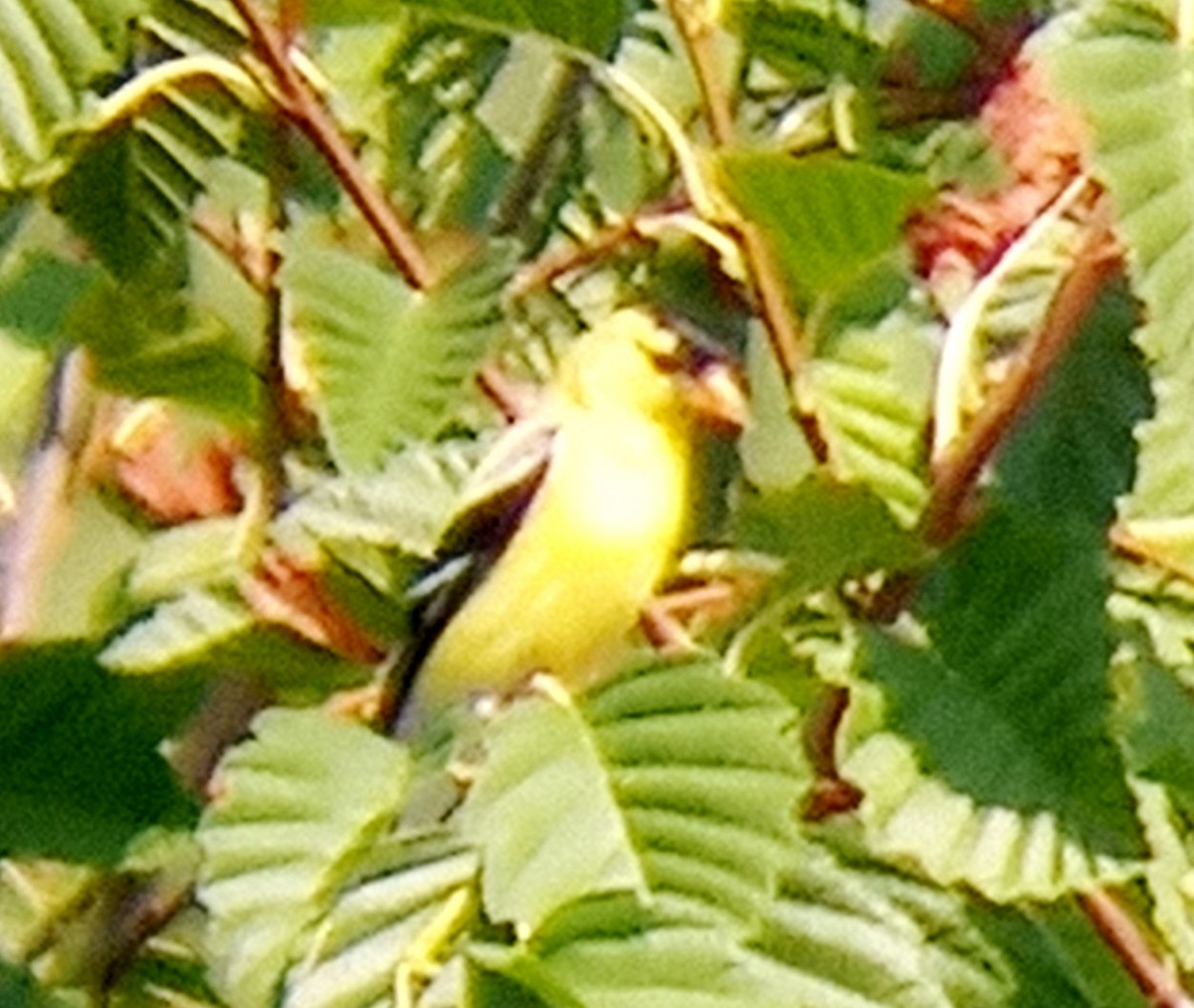American Goldfinch - ML356565761
