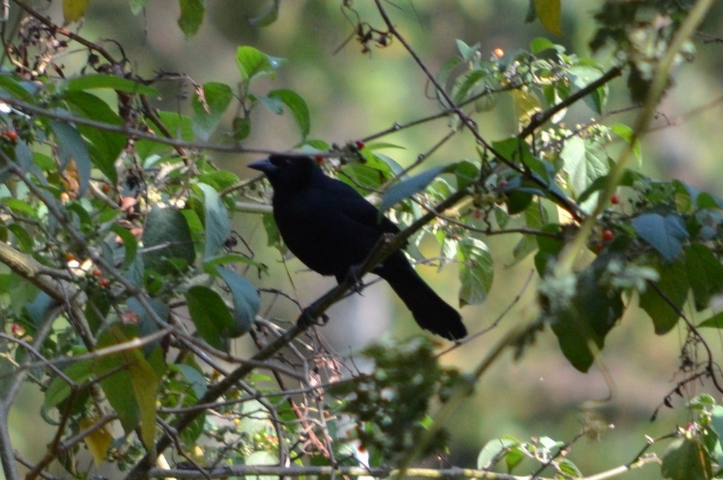 Melodious Blackbird - ML35656581