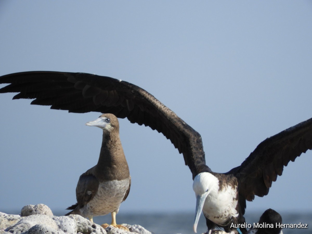 Brown Booby - ML356567311
