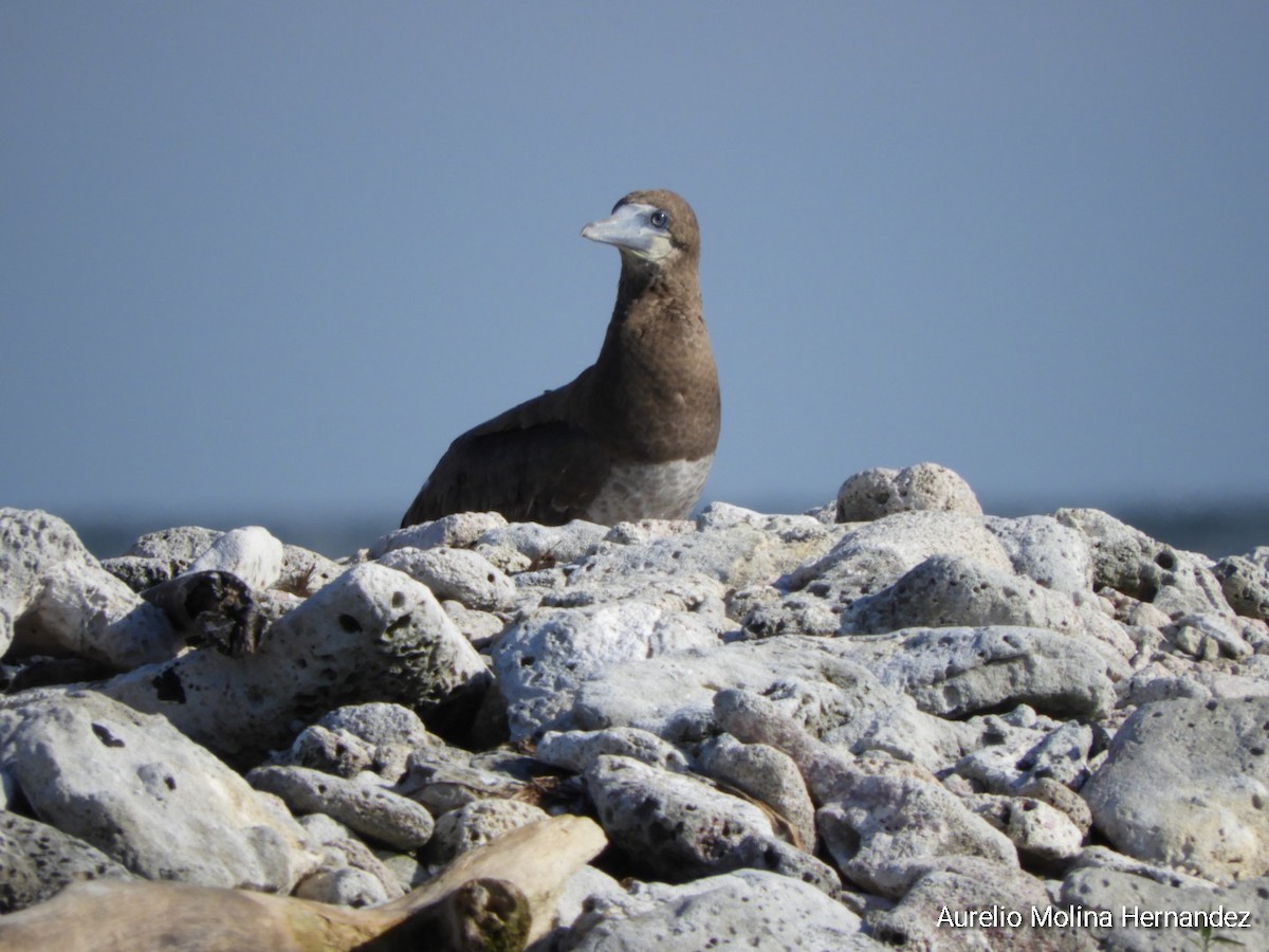 Brown Booby - ML356567451