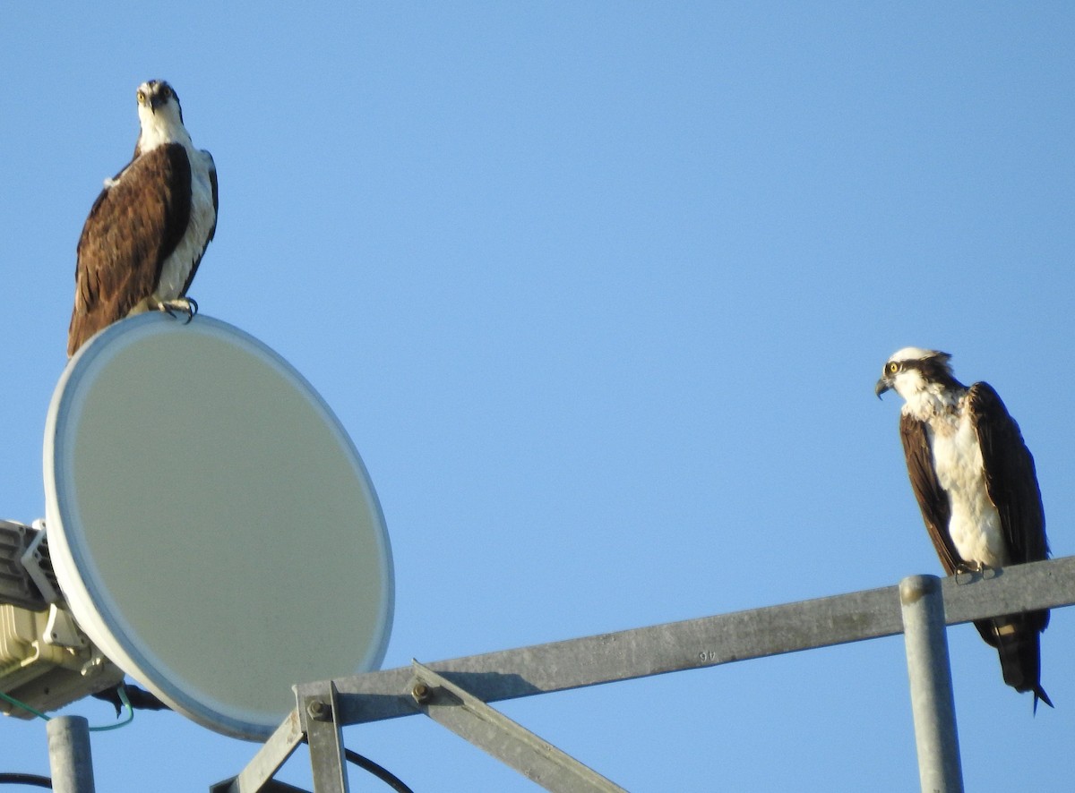 Águila Pescadora - ML356568411