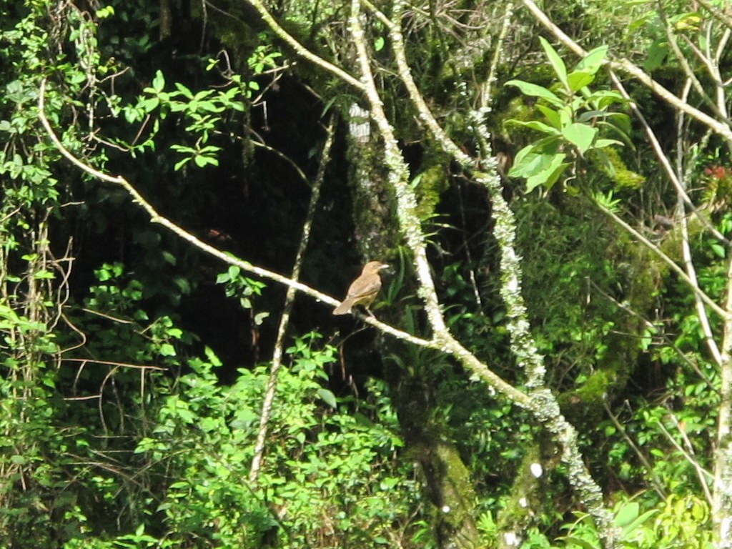 Clay-colored Thrush - ML35656861