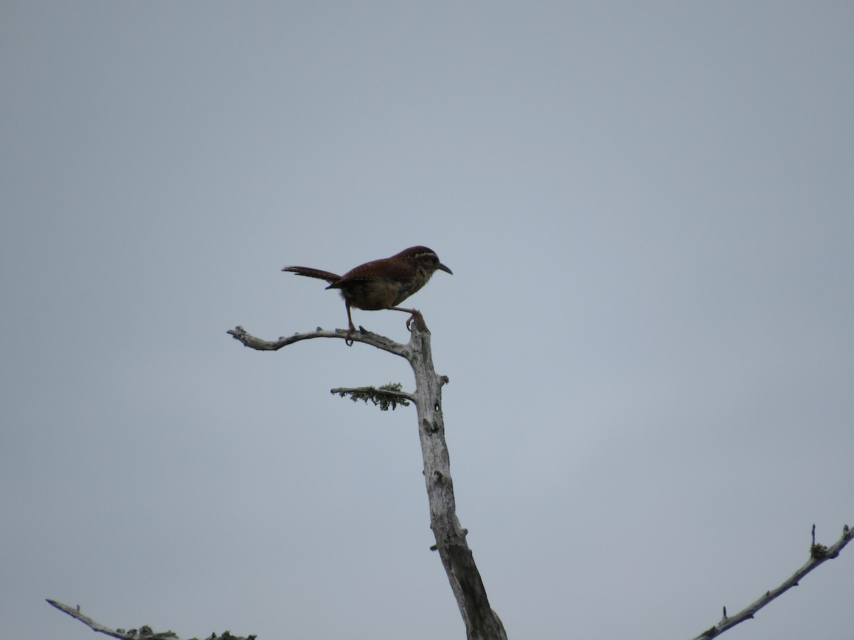 Carolina Wren - ML356569251