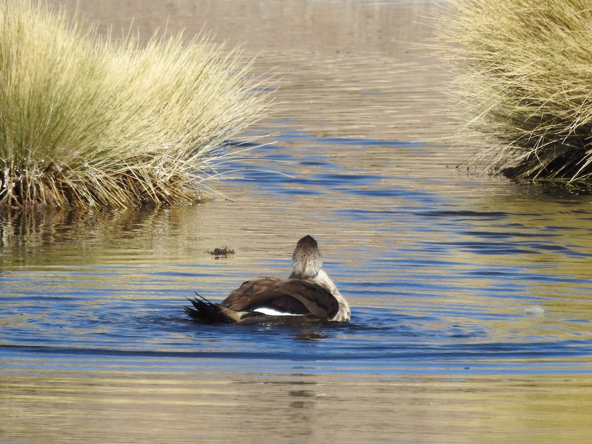 Crested Duck - ML356571211