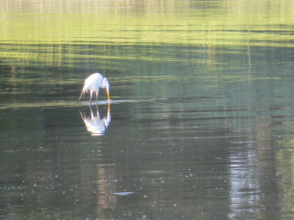 Great Egret - ML356571351