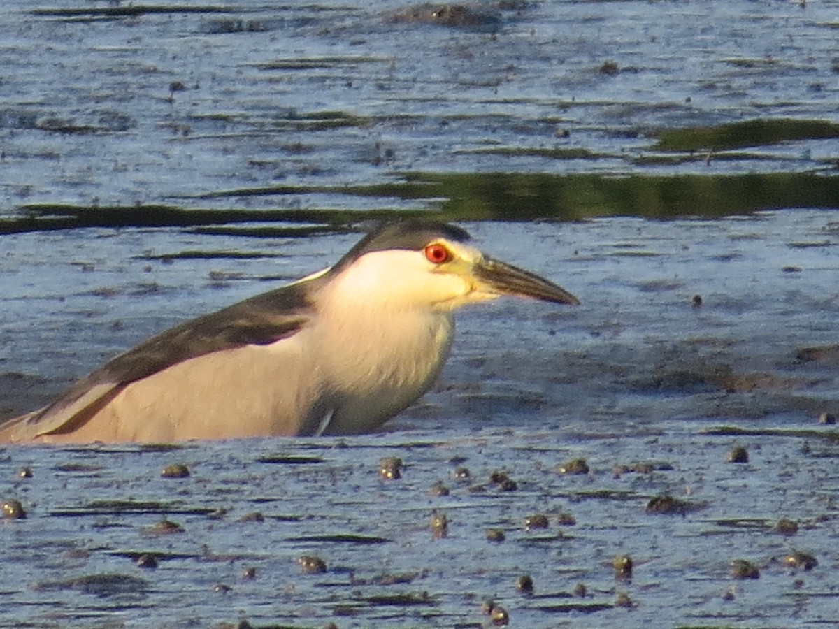 Black-crowned Night Heron - ML356571501