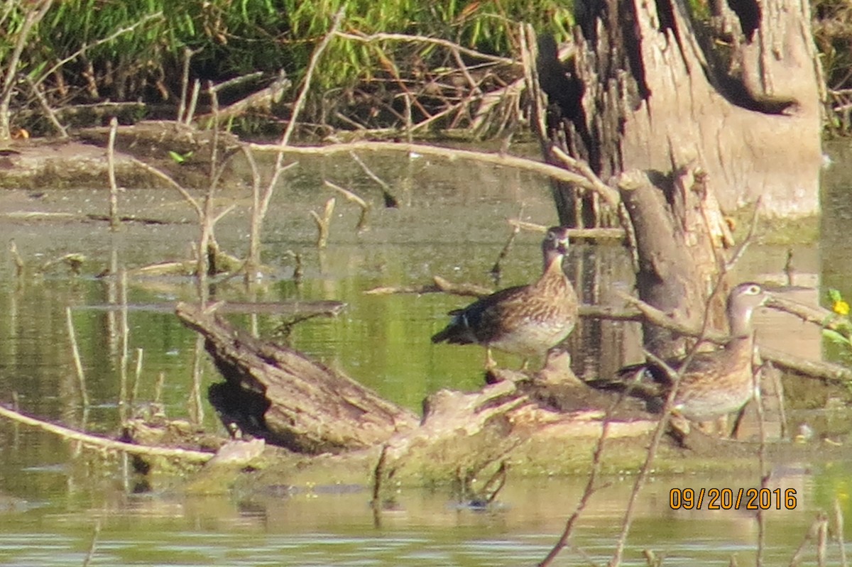 Wood Duck - ML35657171