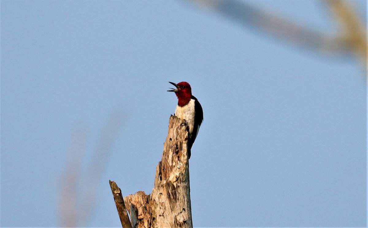 Red-headed Woodpecker - ML356573111