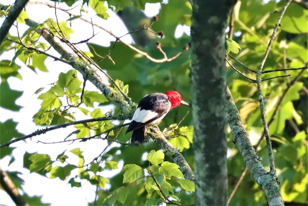 Red-headed Woodpecker - ML356573161