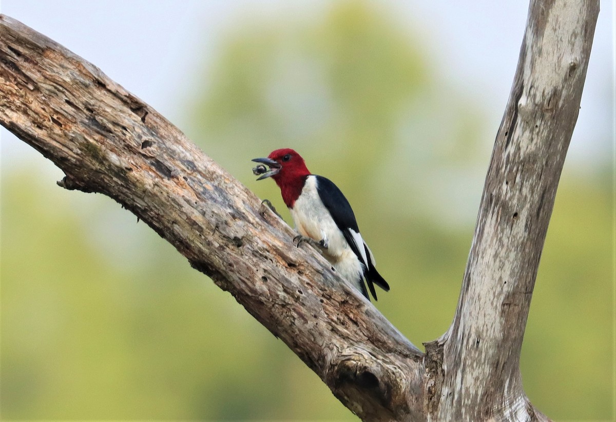 Red-headed Woodpecker - ML356573171