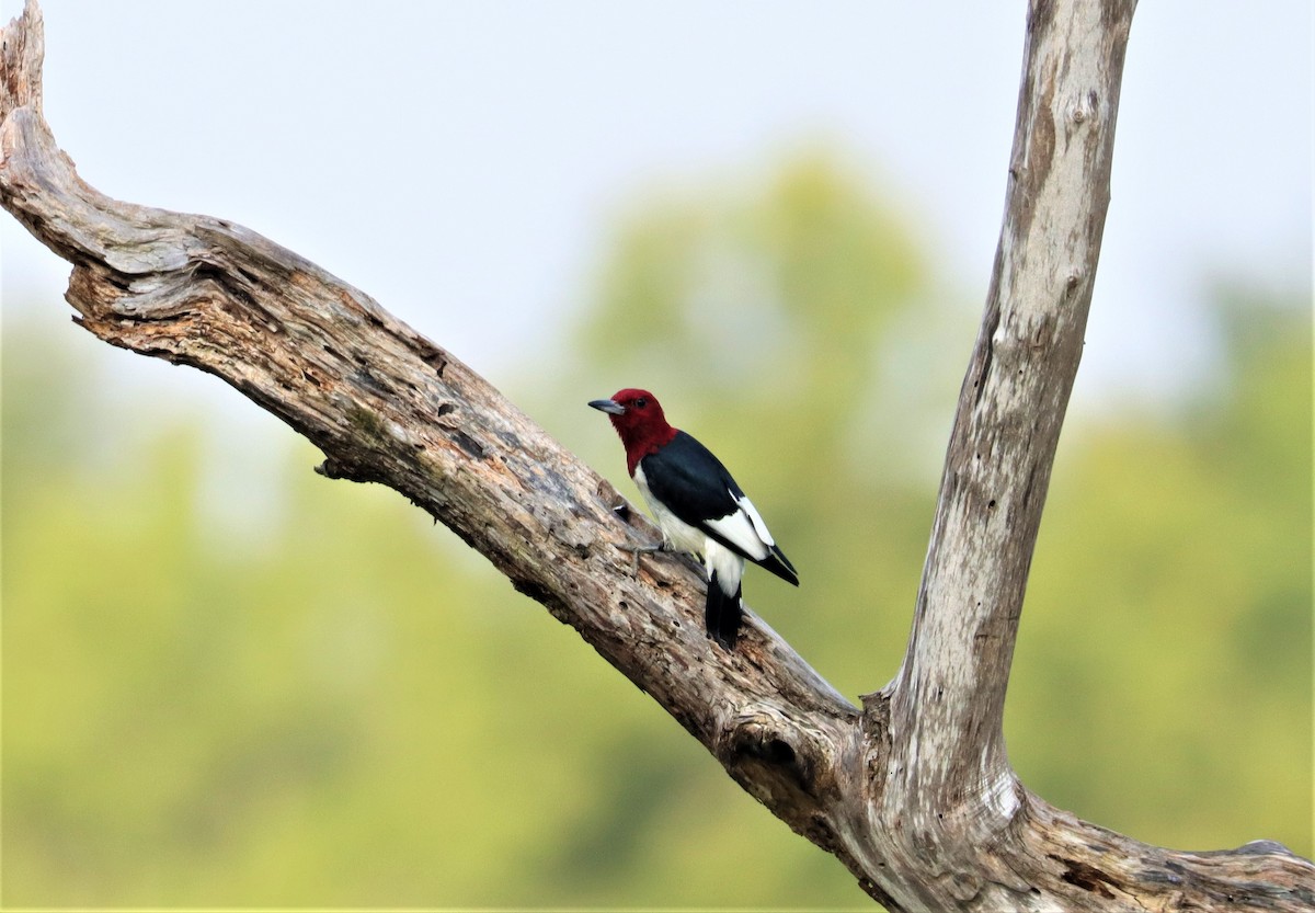 Red-headed Woodpecker - ML356573181