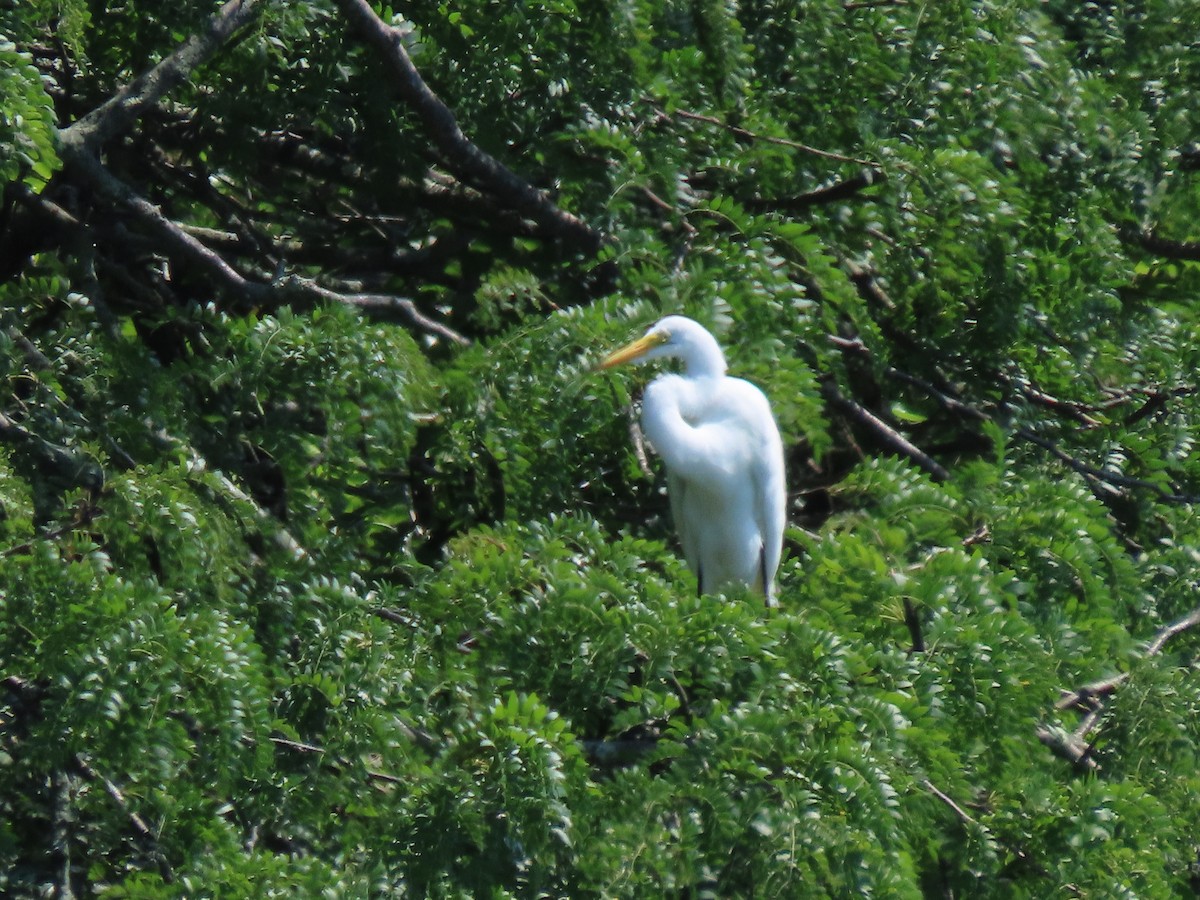 Great Egret - ML356573531