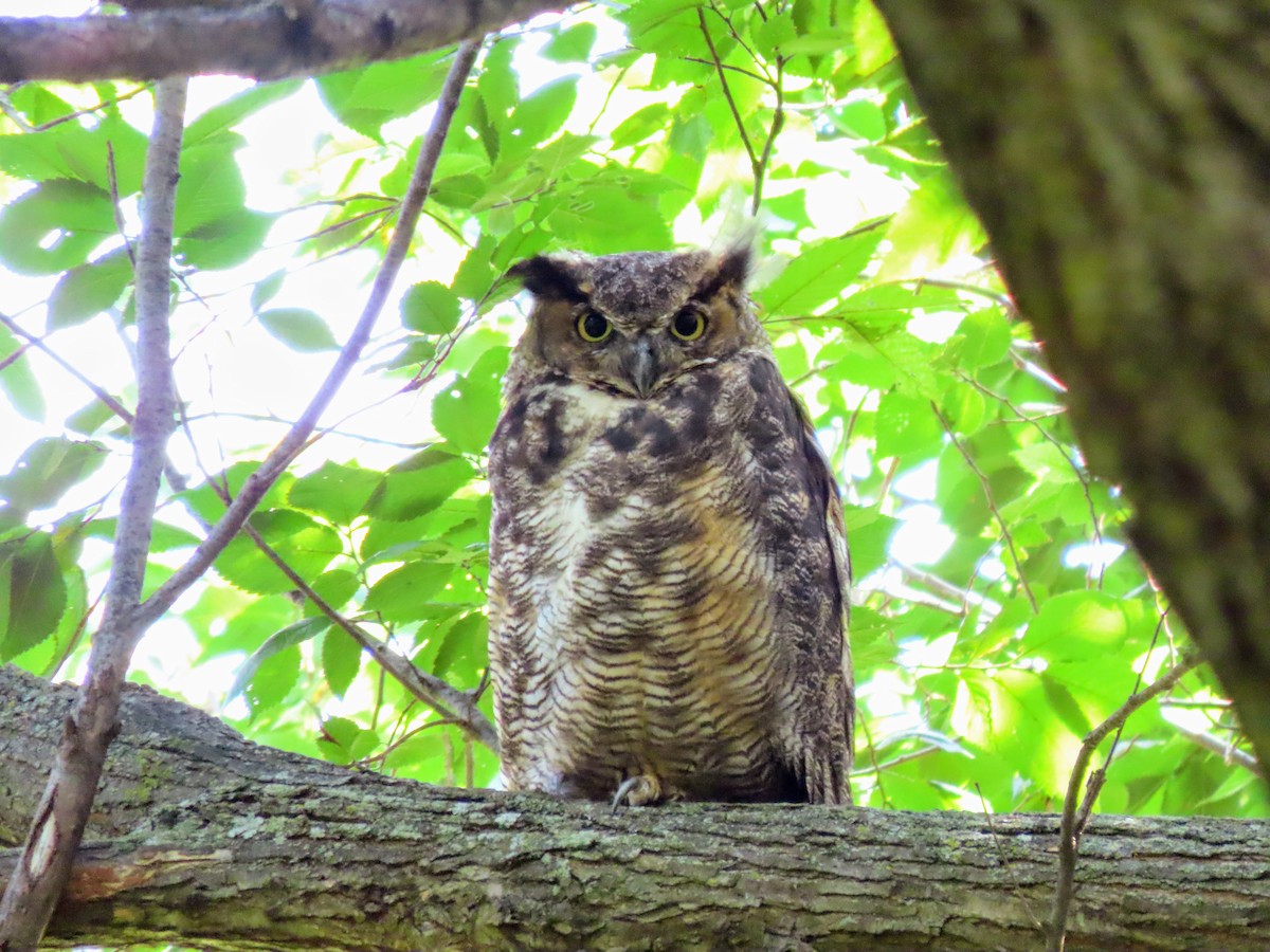 Great Horned Owl - ML356573591