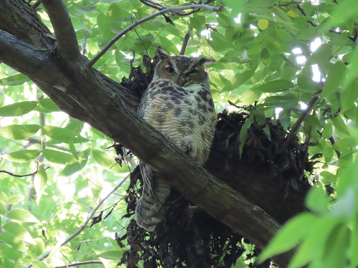 Great Horned Owl - ML356573601