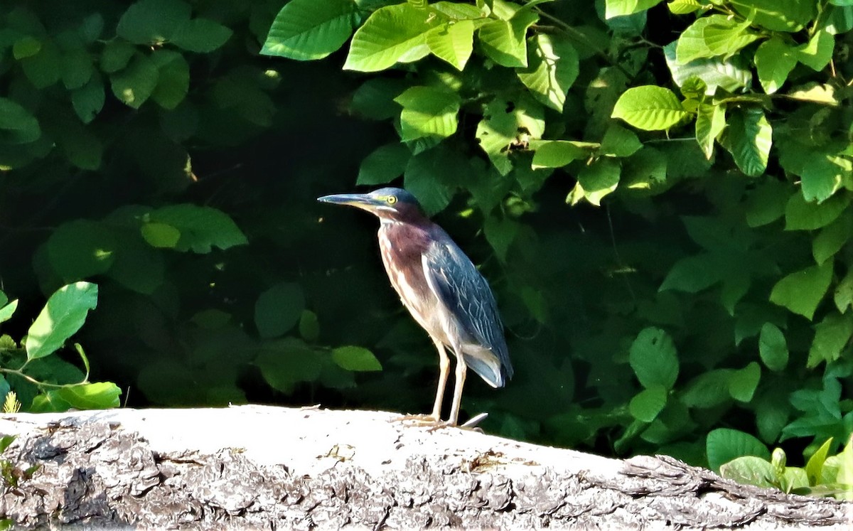 Green Heron - ML356574851