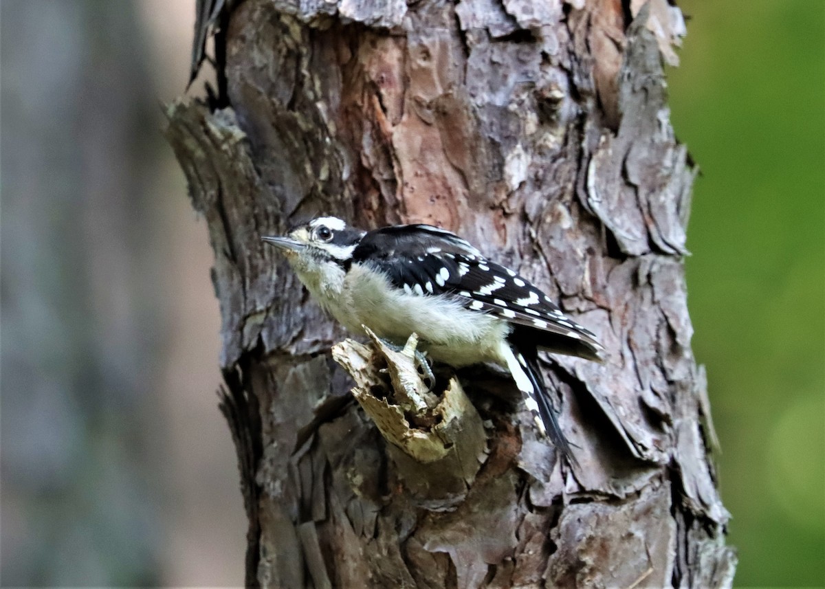 Downy Woodpecker - ML356575211