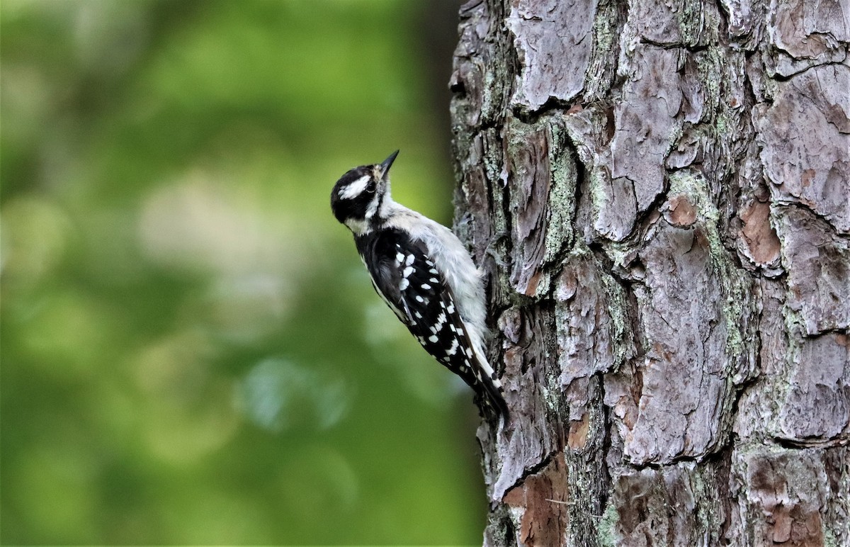 Downy Woodpecker - ML356575271