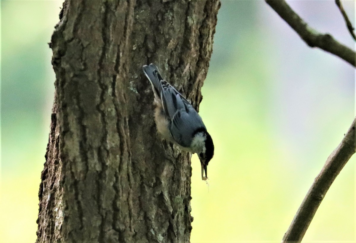 White-breasted Nuthatch - ML356575391