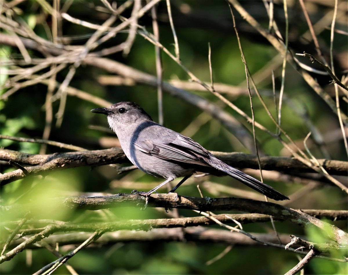 Gray Catbird - ML356575541