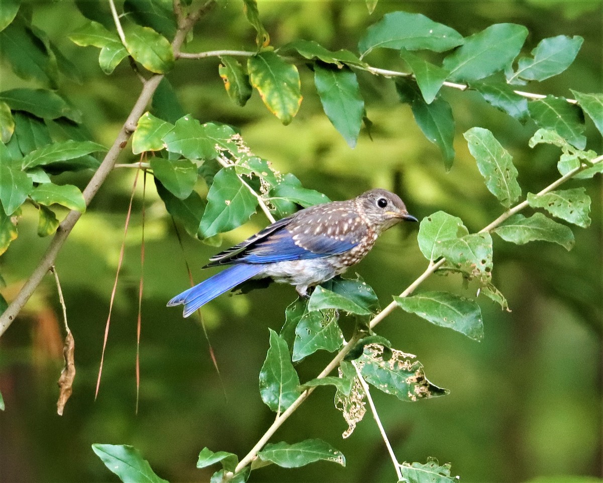 Eastern Bluebird - ML356575601