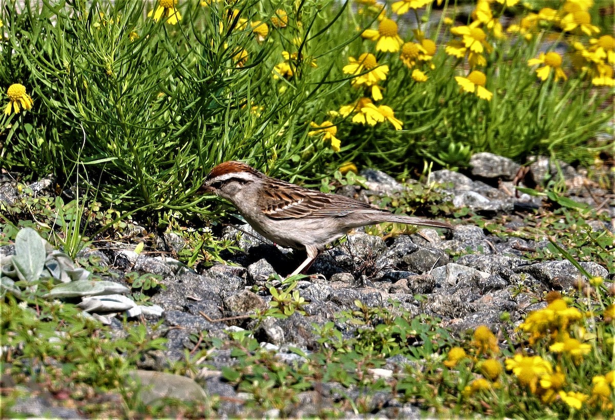 Chipping Sparrow - ML356575671