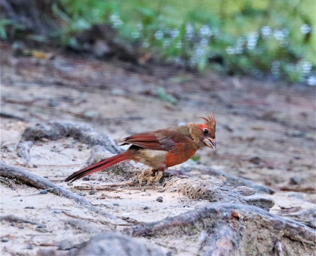 Northern Cardinal - ML356575721