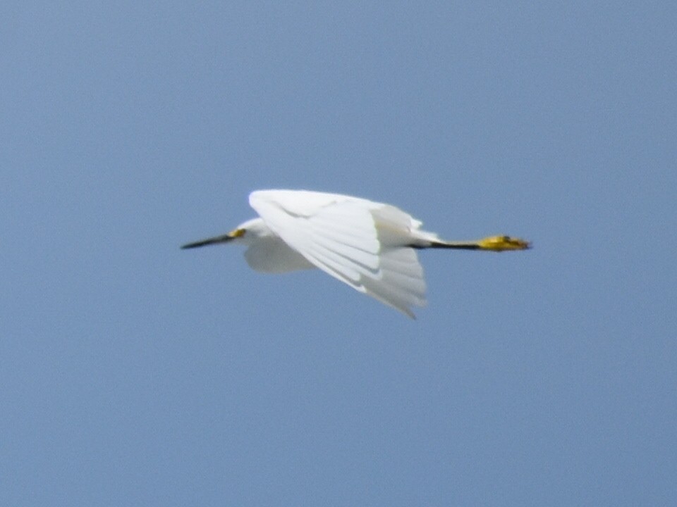 Snowy Egret - ML356576931