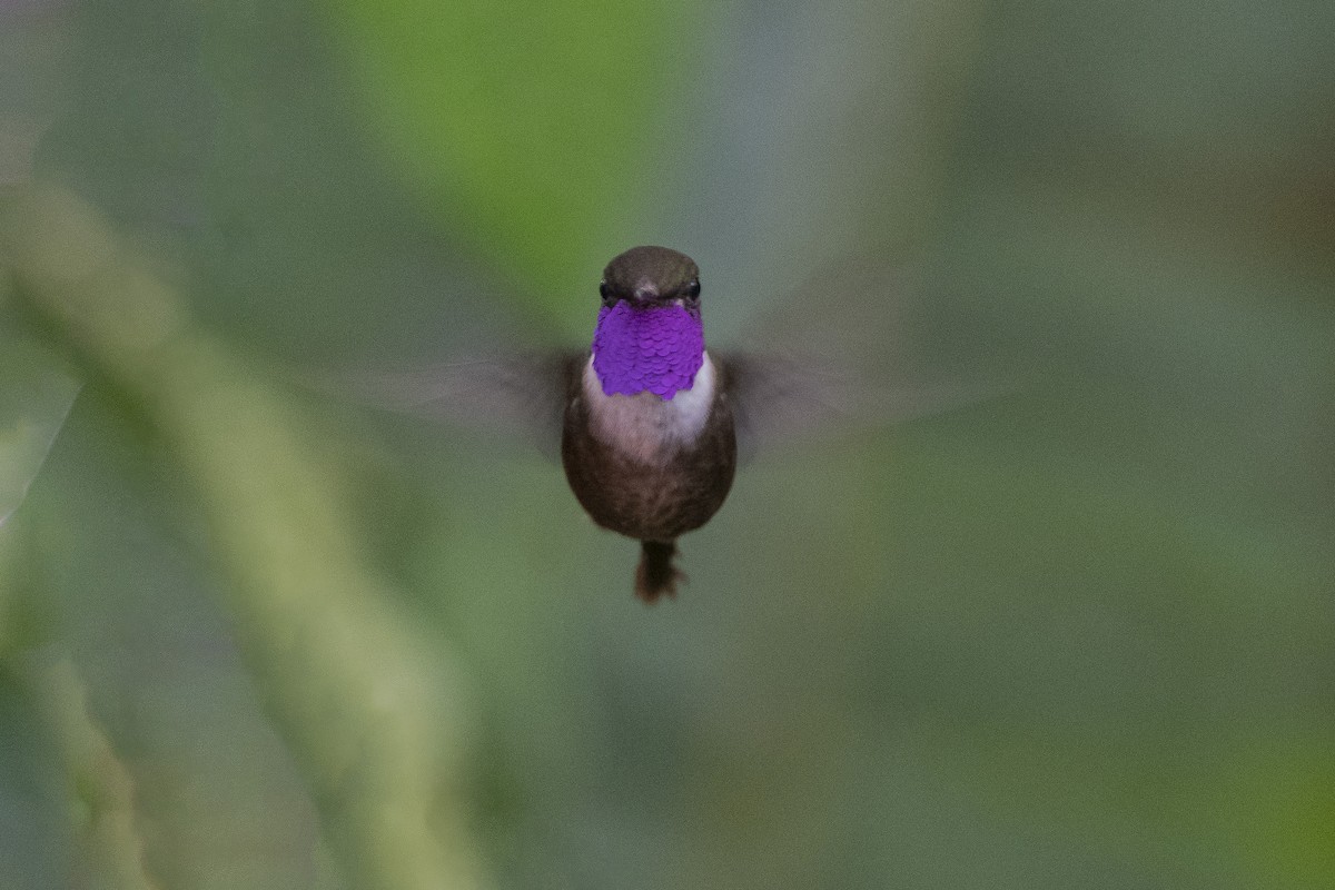 Purple-throated Woodstar - ML356577591