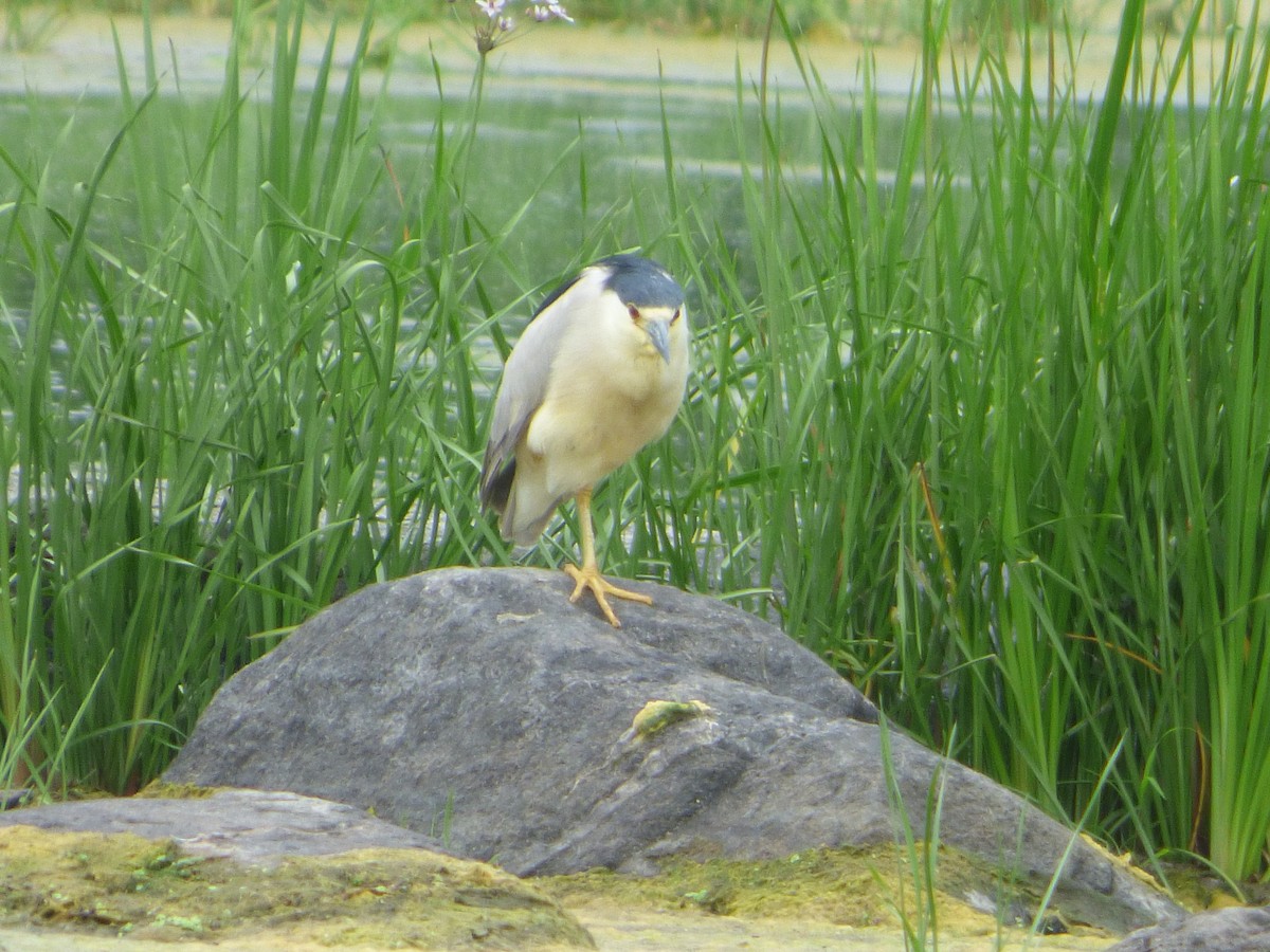 Black-crowned Night Heron - Marieta Manolova