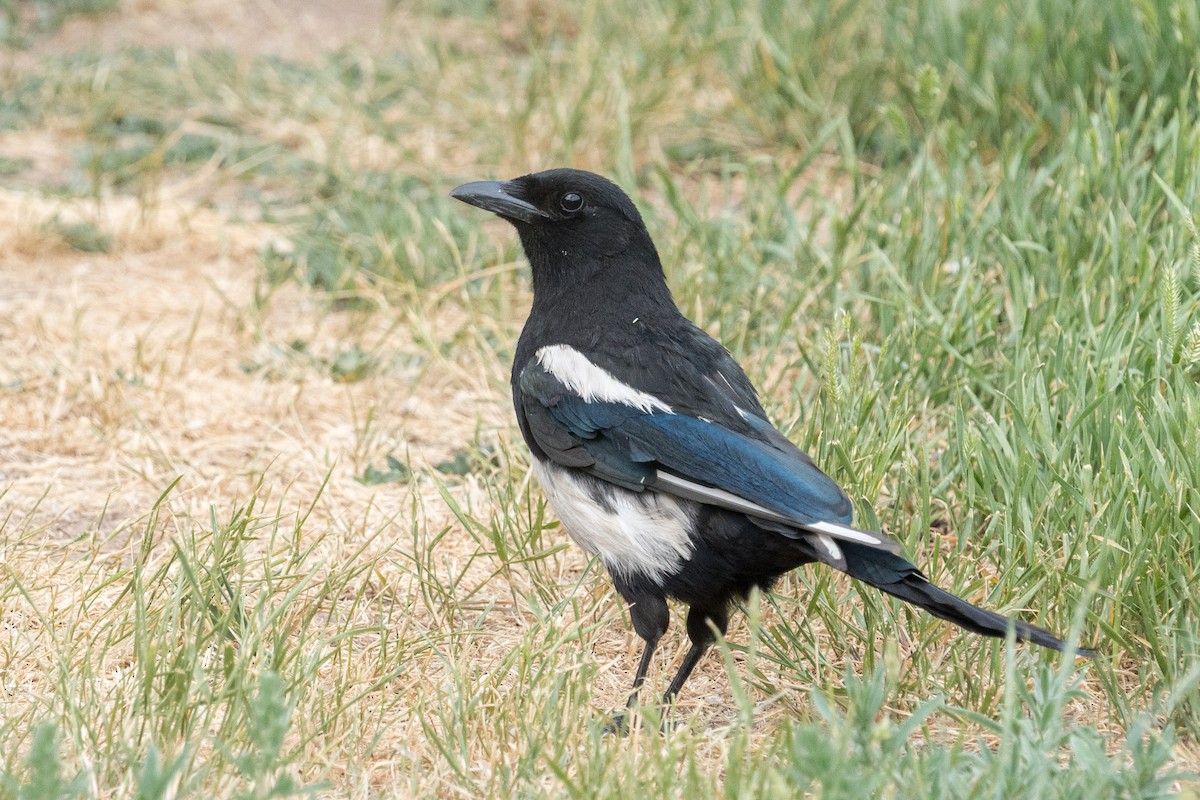 Black-billed Magpie - ML356580051