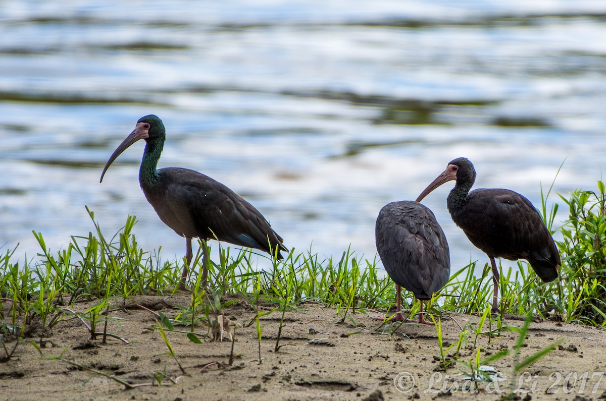 Bare-faced Ibis - ML356580531