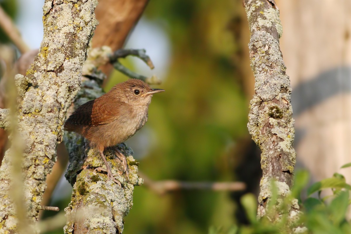 House Wren (Northern) - Jeff Ellerbusch