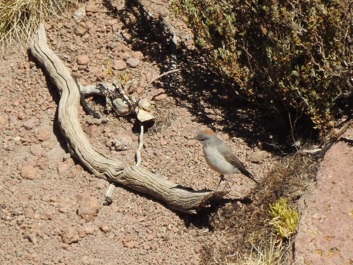 Rufous-naped Ground-Tyrant - ML356585131