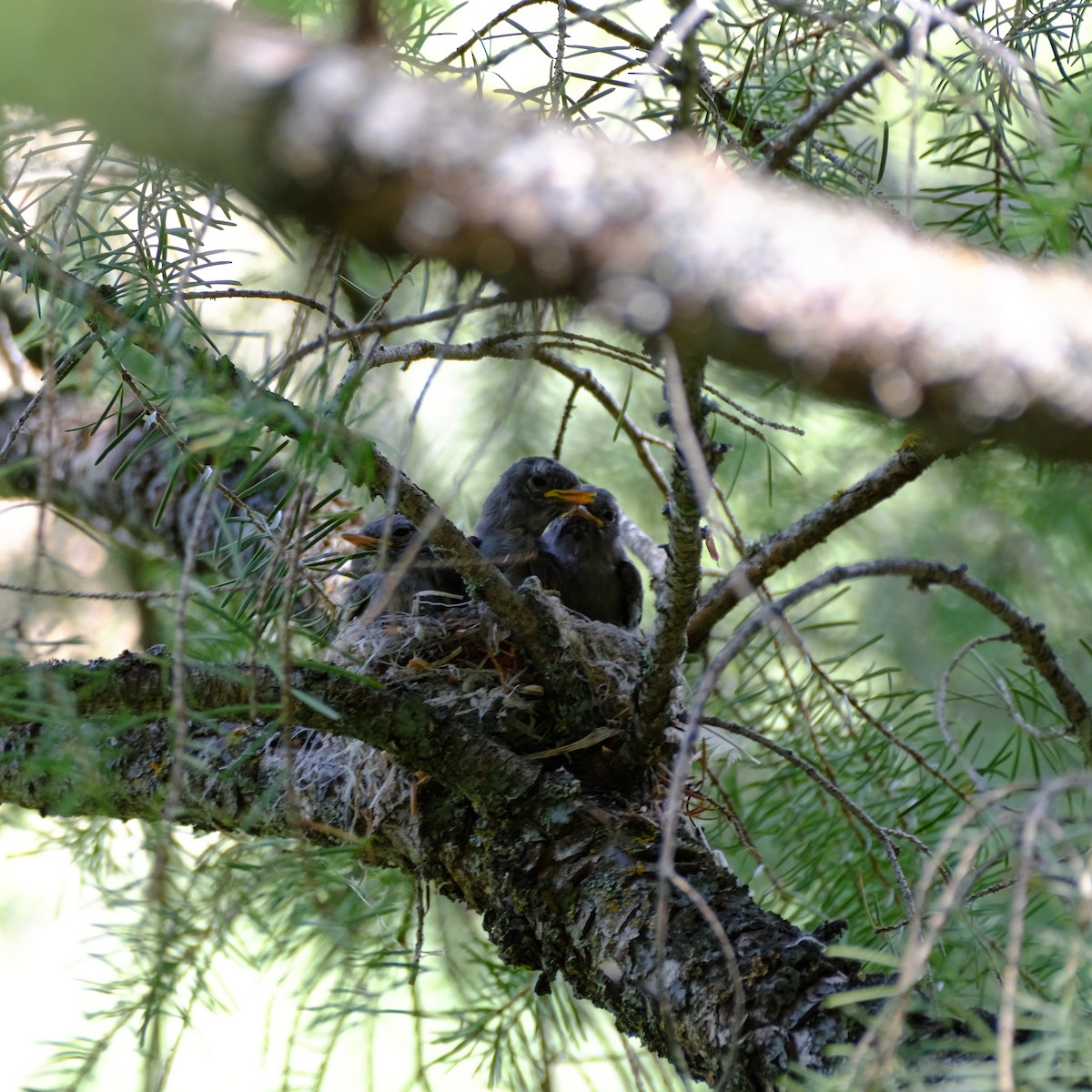 krattempid - ML356587171