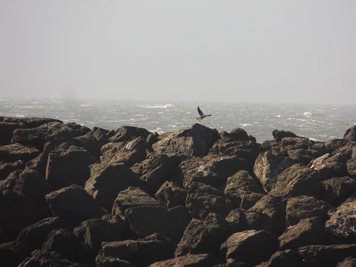 Peregrine Falcon - W. Michaelis