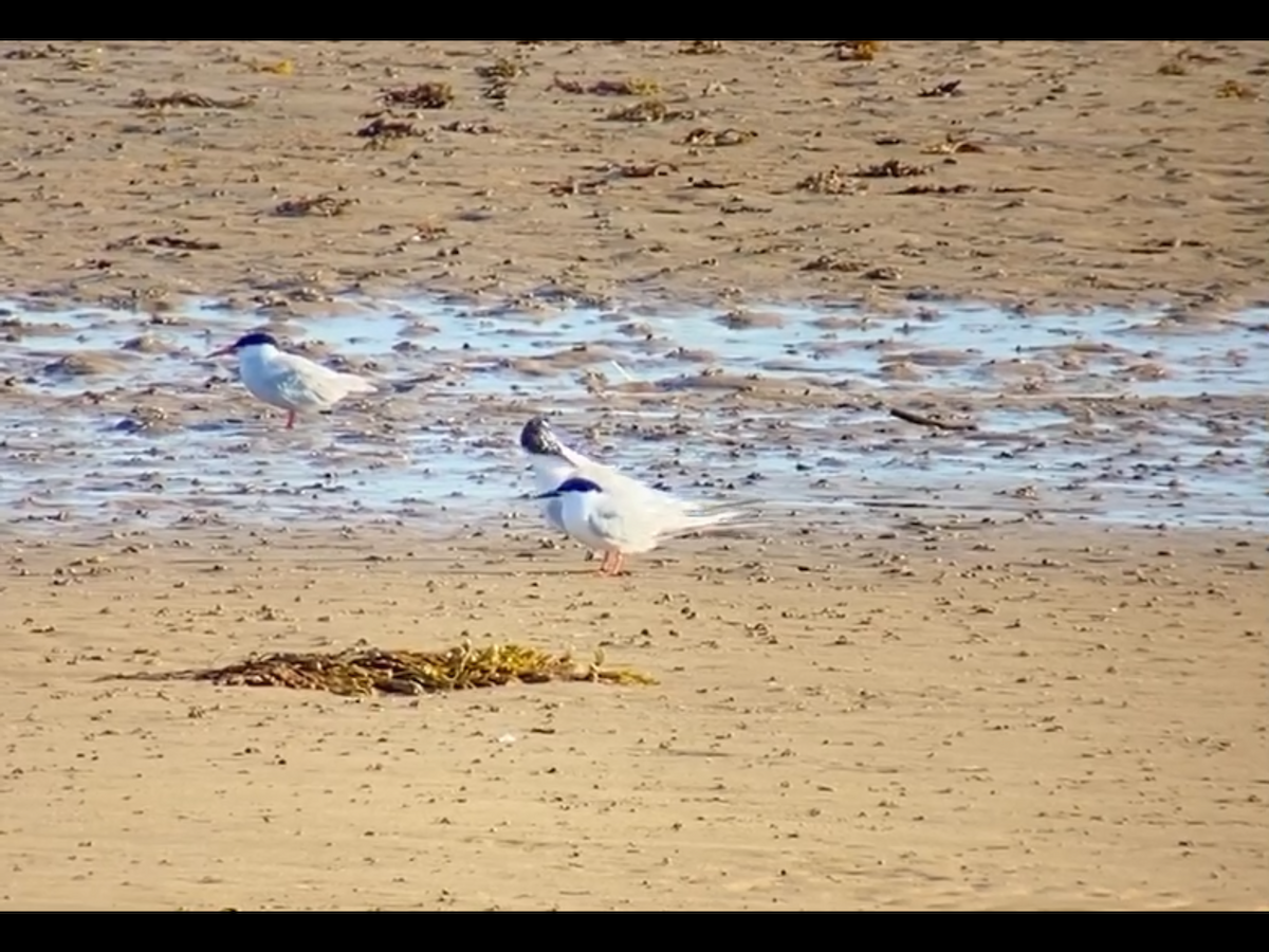 Roseate Tern - Jared Wilson