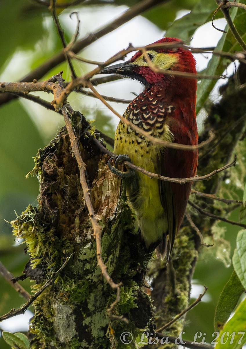Crimson-mantled Woodpecker - ML356589921