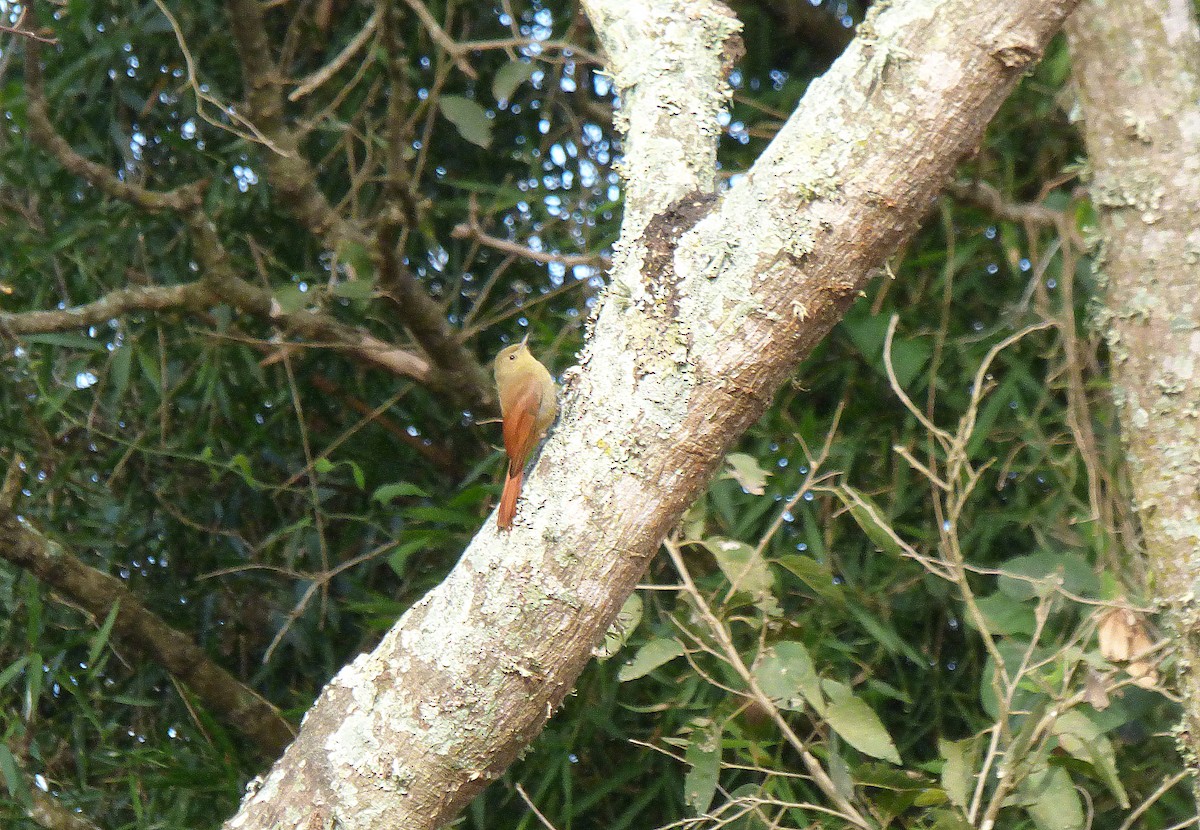 Olivaceous Woodcreeper - ML356592111