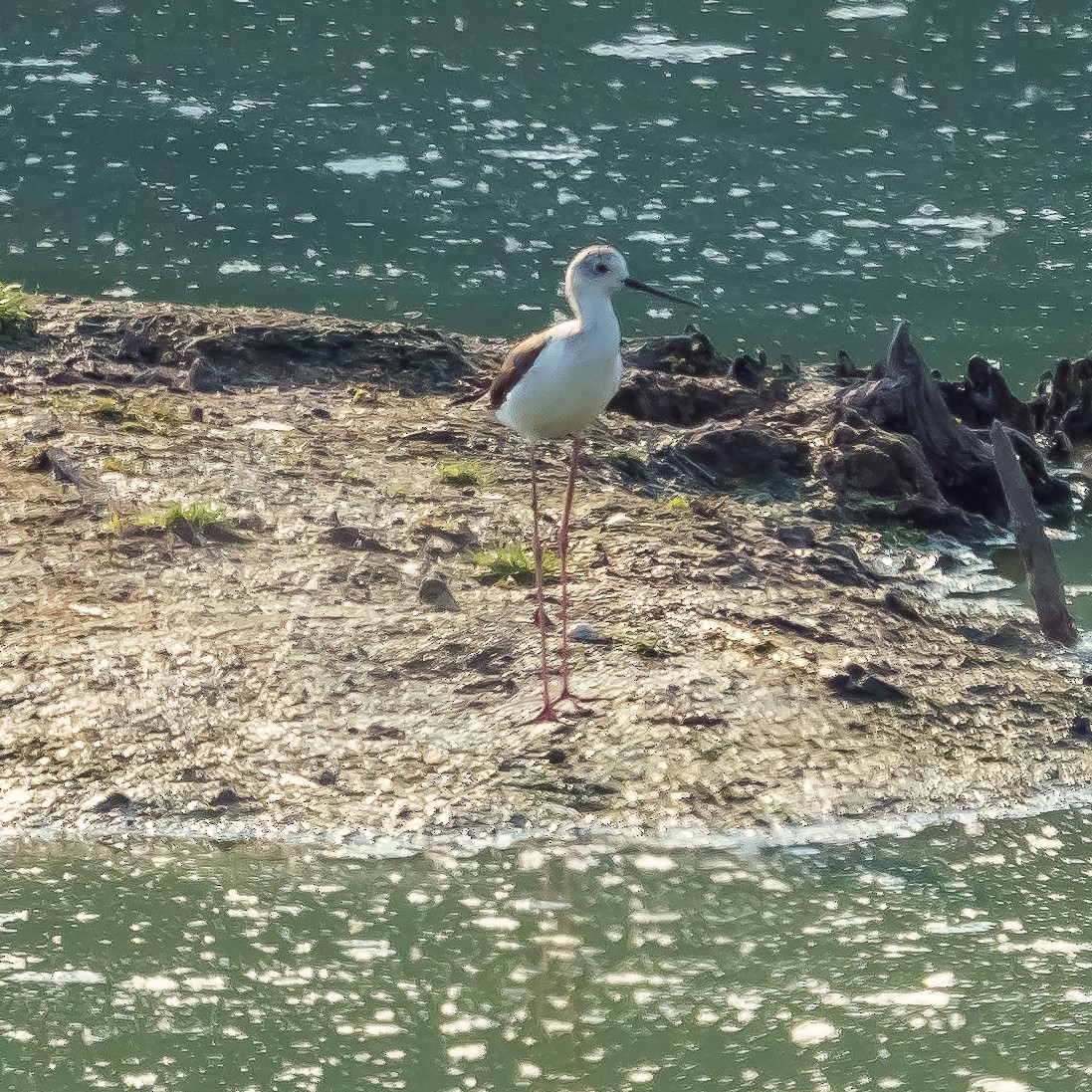 Black-winged Stilt - ML356592371