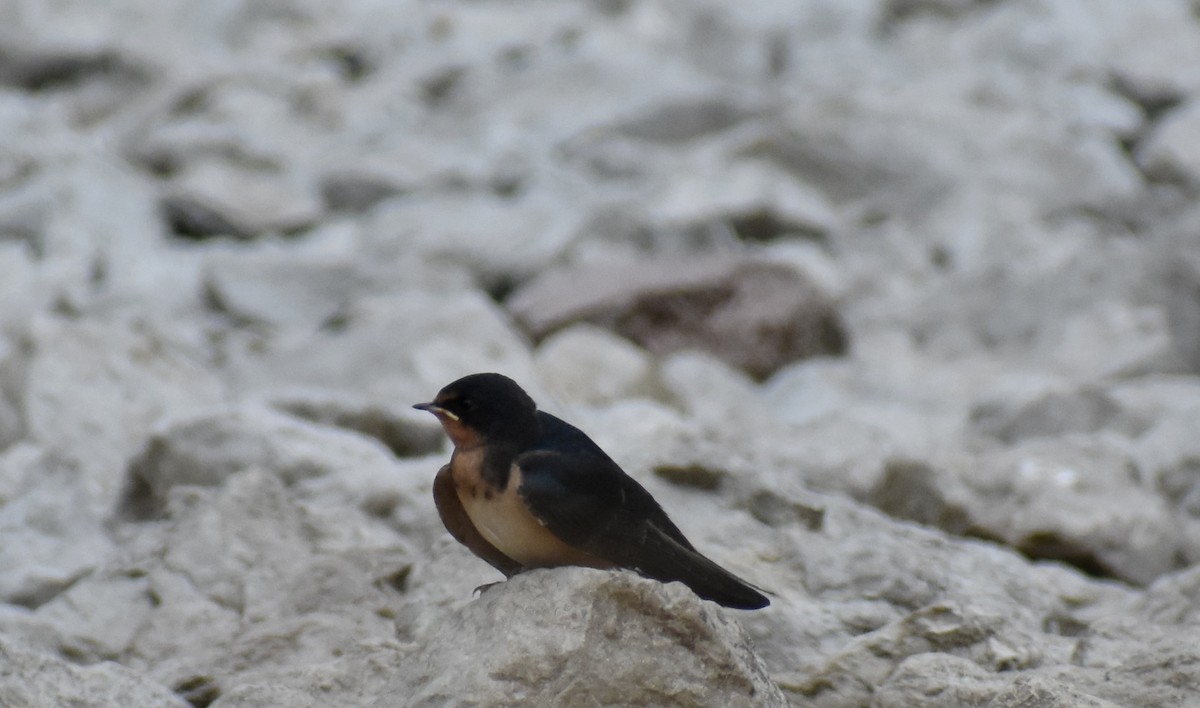 Golondrina Común - ML356592641