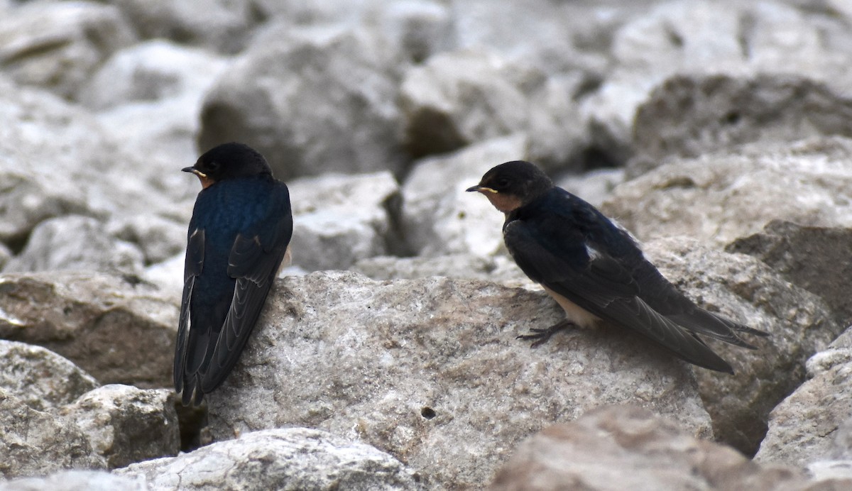 Barn Swallow - ML356592661