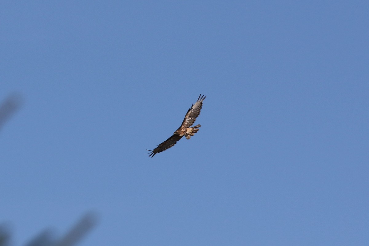 Red-tailed Hawk - Don Brode