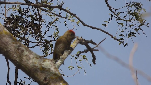 Little Woodpecker - ML356593841