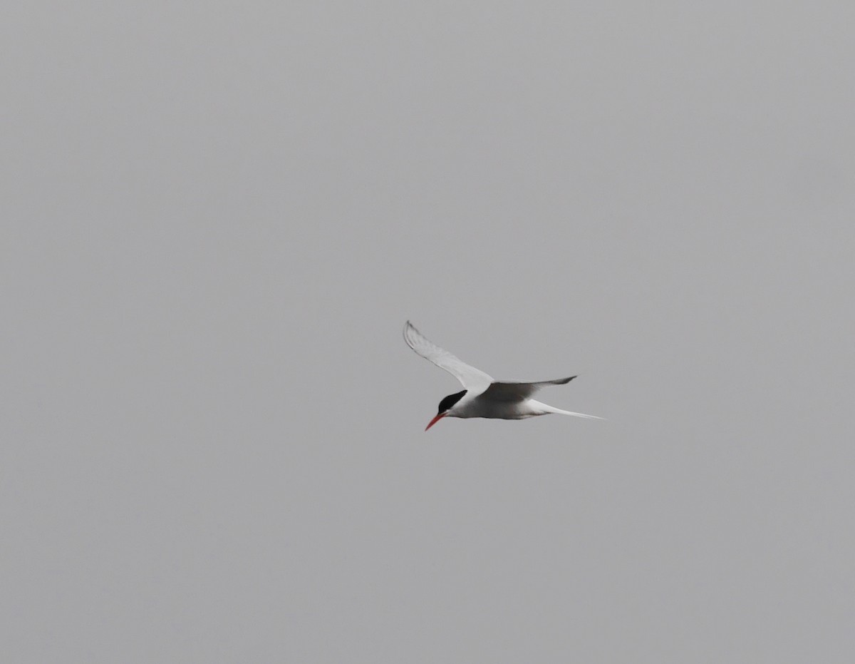 South American Tern - ML35659511