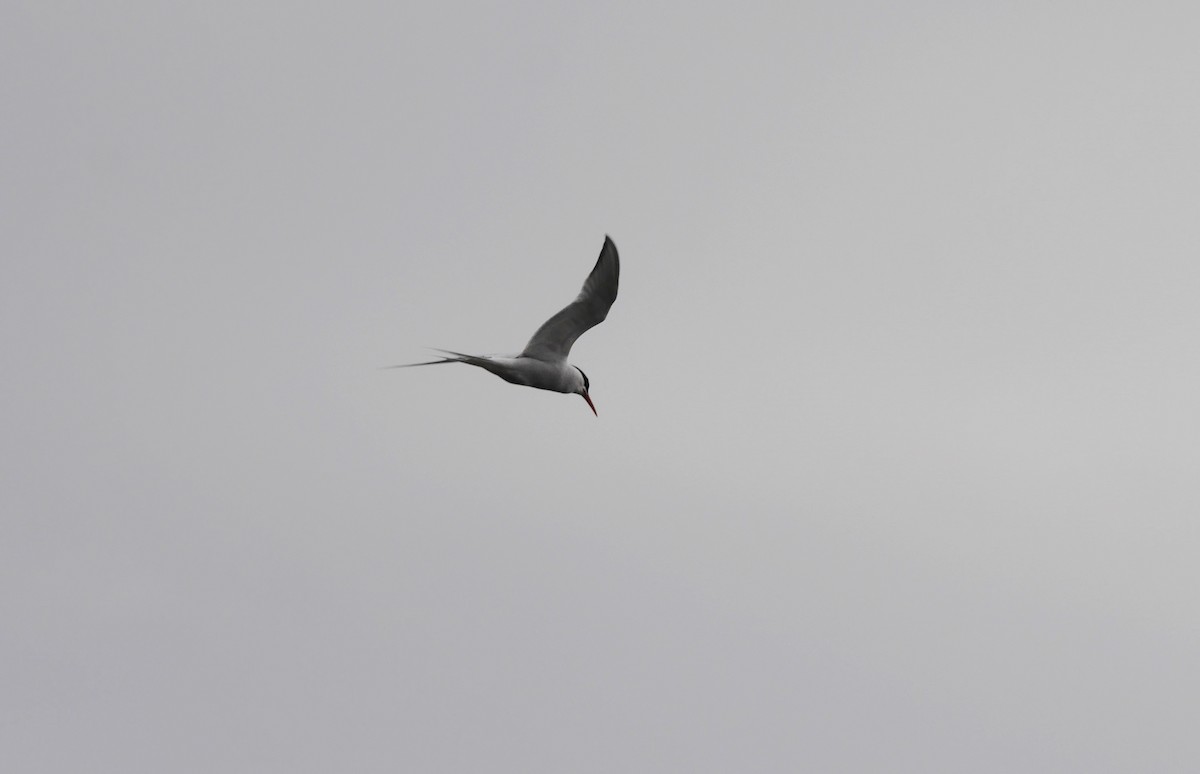 South American Tern - ML35659521